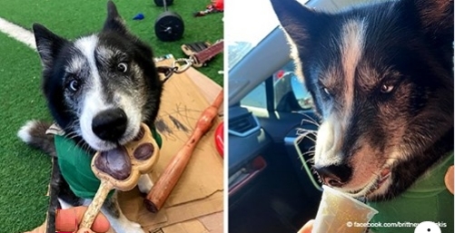 Ein Paar fand seinen ausgerissenen Hund 482 km von Zuhause entfernt
